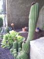 Fotos de Erik -  Foto: Flores - Cactus