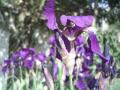 Fotos de Erik -  Foto: Flores - Flor purpura 3