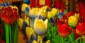 Foto de  Lester Paredes - Galería: Holanda - Fotografía: Tulipanes