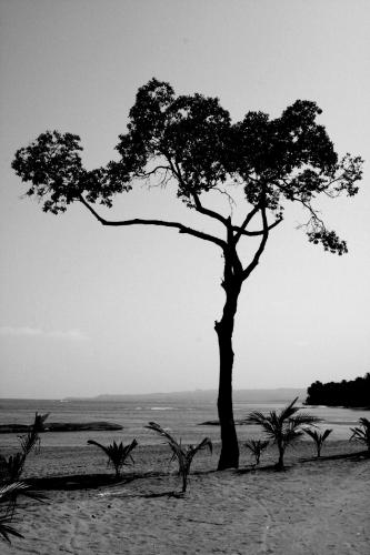 Fotografia de Marciel Frias - Galeria Fotografica: Algunos paisajes de mi pas - Foto: Arbol de mar