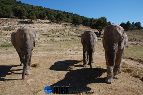 Fotografia de MGF - Galeria Fotografica: Animales - Foto: Animales