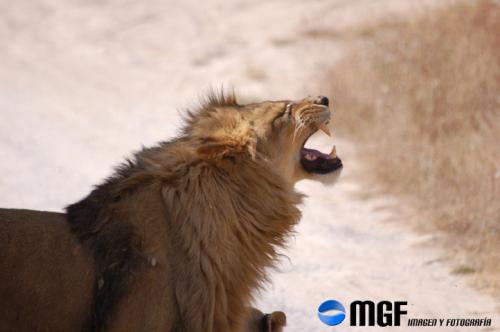 Fotografia de MGF - Galeria Fotografica: Animales - Foto: Animales
