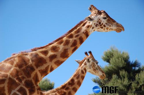 Fotografia de MGF - Galeria Fotografica: Animales - Foto: Animales