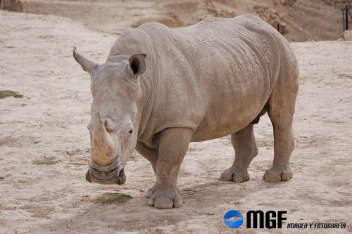 Fotografia de MGF - Galeria Fotografica: Animales - Foto: Animales