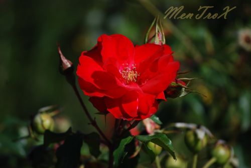 Fotografia de mentrox - Galeria Fotografica: Sanlucar de Barrameda y alrededores - Foto: 