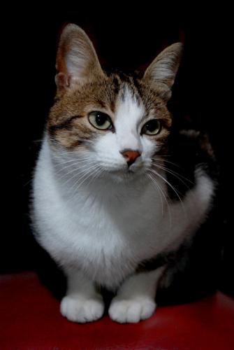 Fotografia de Xisco Planet - Galeria Fotografica: Animales - Foto: 