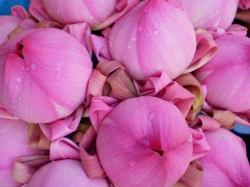 Fotografia de Juan C - Galeria Fotografica: Some of my pics - Foto: Flores de Loto