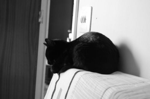 Fotografia de Juan C - Galeria Fotografica: Some of my pics - Foto: Cat