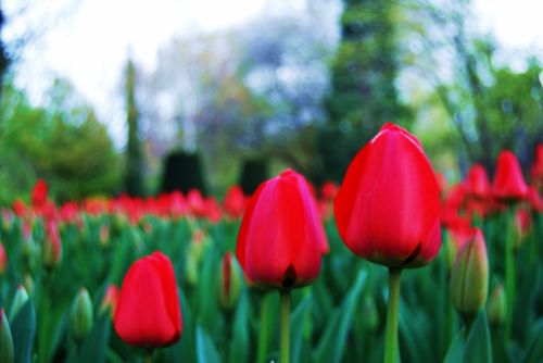 Fotografia de mundaka87 - Galeria Fotografica: Flores - Foto: 