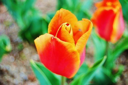 Fotografia de mundaka87 - Galeria Fotografica: Flores - Foto: 