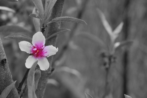 Fotografia de tiri - Galeria Fotografica: primavera 2010 - Foto: la vida empieza de nuevo