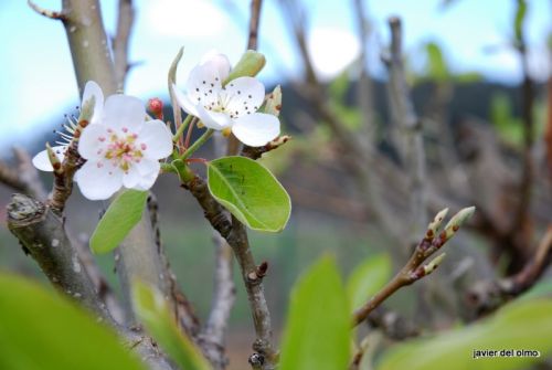 Fotografia de tiri - Galeria Fotografica: primavera 2010 - Foto: mas vida