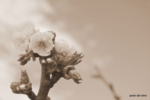 Fotografia de tiri - Galeria Fotografica: primavera 2010 - Foto: sentimiento