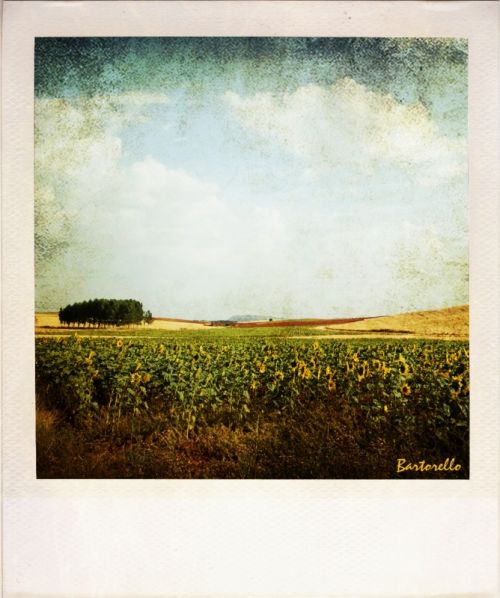 Fotografia de Bartorello - Galeria Fotografica: Por Soria con Polaroid - Foto: Guijosa 1