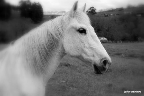 Fotografia de tiri - Galeria Fotografica: primavera 2010 - Foto: 