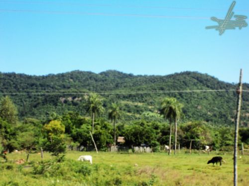 Fotografia de Wadja - Galeria Fotografica: Paraguay, cielo de andutes - Foto: 
