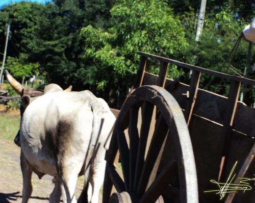 Fotografia de Wadja - Galeria Fotografica: Paraguay, cielo de andutes - Foto: 