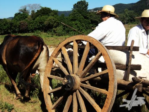 Fotografia de Wadja - Galeria Fotografica: Paraguay, cielo de andutes - Foto: 