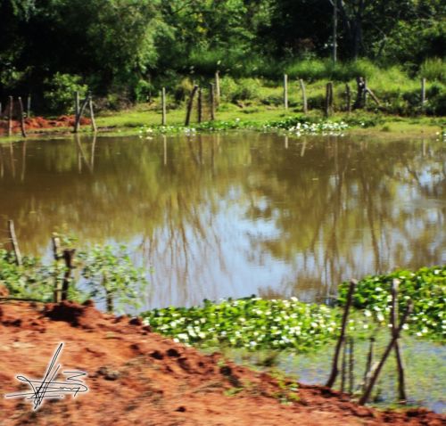 Fotografia de Wadja - Galeria Fotografica: Paraguay, cielo de andutes - Foto: 