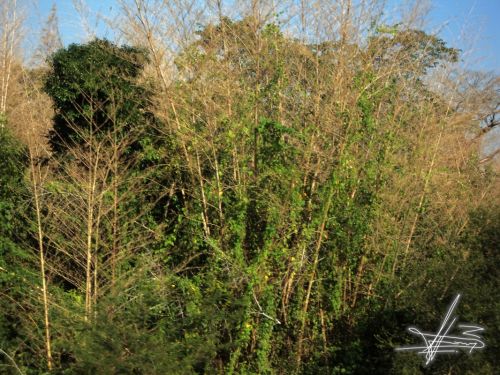 Fotografia de Wadja - Galeria Fotografica: Paraguay, cielo de andutes - Foto: 