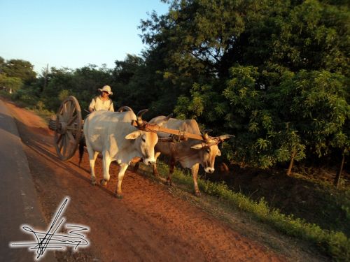 Fotografia de Wadja - Galeria Fotografica: Paraguay, cielo de andutes - Foto: 