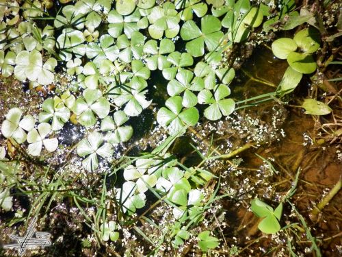 Fotografia de Wadja - Galeria Fotografica: Paraguay, cielo de andutes - Foto: 