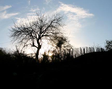Fotografia de Alejandro Barrag�n - Galeria Fotografica: Zumpango - Foto: Arbol viejo