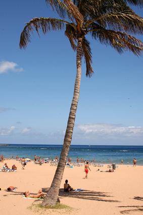 Fotografia de Canarias Foto Stock - Galeria Fotografica: Canarias - Foto: Palmera