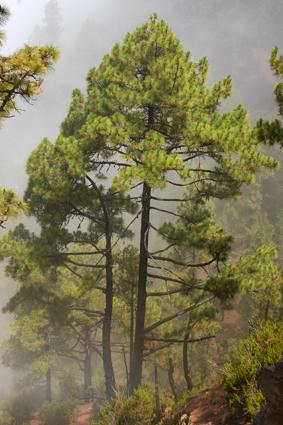 Fotografia de Canarias Foto Stock - Galeria Fotografica: Canarias - Foto: Pino Canario
