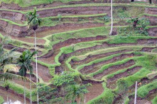 Fotografia de Rafa - Galeria Fotografica: Lejano oriente - Foto: Campos de Arroz