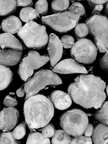 Fotografia de Alejandro. - Galeria Fotografica: Blanco y Negro - Foto: 