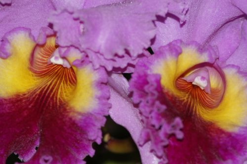 Fotografia de OSCAR MEDRANO PREZ - Galeria Fotografica: ALGUNOS TRABAJOS - Foto: 