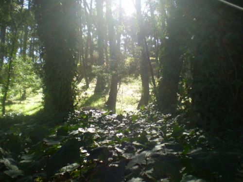 Fotografia de Miic. - Galeria Fotografica: CANDOMBE LOCO ☼ - Foto: 