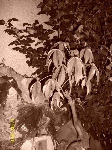 Fotografia de Miic. - Galeria Fotografica: CANDOMBE LOCO ☼ - Foto: 