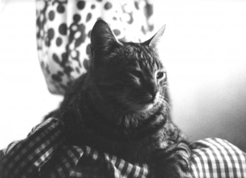 Fotografia de arce de Granada - Galeria Fotografica: Fotografias en blanco y negro - Foto: Felino