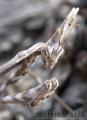 Fotos de marsiablasia -  Foto: bichos - insecto palo