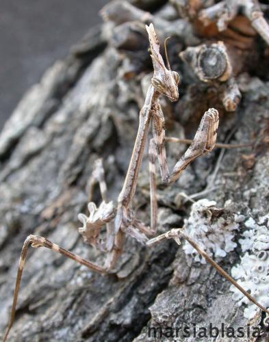 Fotografia de marsiablasia - Galeria Fotografica: bichos - Foto: insecto palo 2