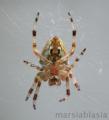 Fotos de marsiablasia -  Foto: bichos - araa de cruz