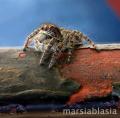 Fotos de marsiablasia -  Foto: bichos - araa en marruecos