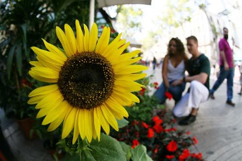 Fotografia de d2fotovideo - Galeria Fotografica: previo de novios - Foto: en la rambla