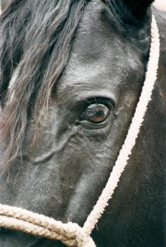 Fotografia de Javier De Len - Galeria Fotografica: Ac hay una muestra de diferentes tipos de fotografas que he hecho... - Foto: Detalle de un caballo