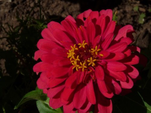 Fotografia de MARISU - Galeria Fotografica: flores - Foto: 