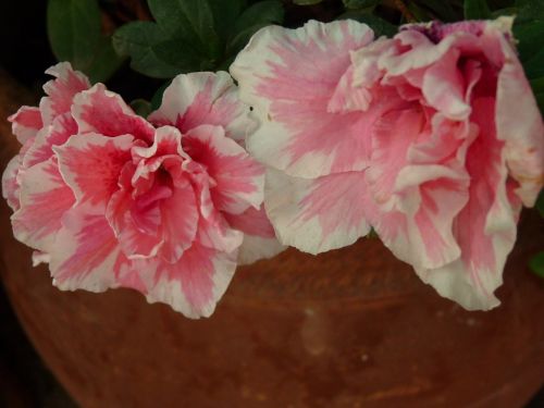 Fotografia de MARISU - Galeria Fotografica: flores - Foto: azalea