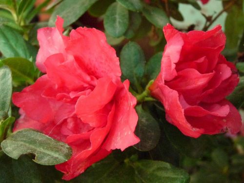 Fotografia de MARISU - Galeria Fotografica: flores - Foto: Azalea