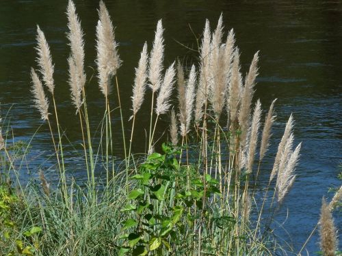 Fotografia de MARISU - Galeria Fotografica: flores - Foto: 