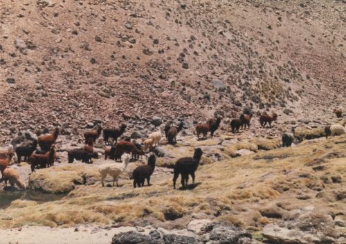 Fotografia de Copranno - Galeria Fotografica: Norte de Chile - Foto: Llamas