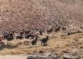 Fotos de Copranno -  Foto: Norte de Chile - Llamas