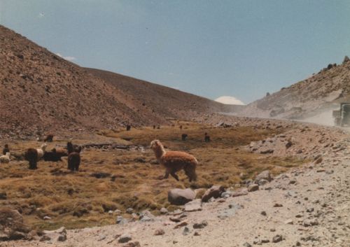 Fotografia de Copranno - Galeria Fotografica: Norte de Chile - Foto: Llamas en el Camino