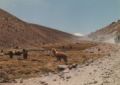 Fotos de Copranno -  Foto: Norte de Chile - Llamas en el Camino