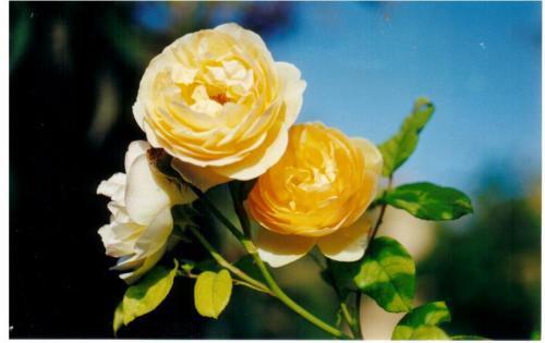 Fotografia de treslilas - Galeria Fotografica: flores y hojas - Foto: ROSA AMARILLA